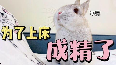 兔子吃清瓜吗怎么吃,探索健康饮食之道